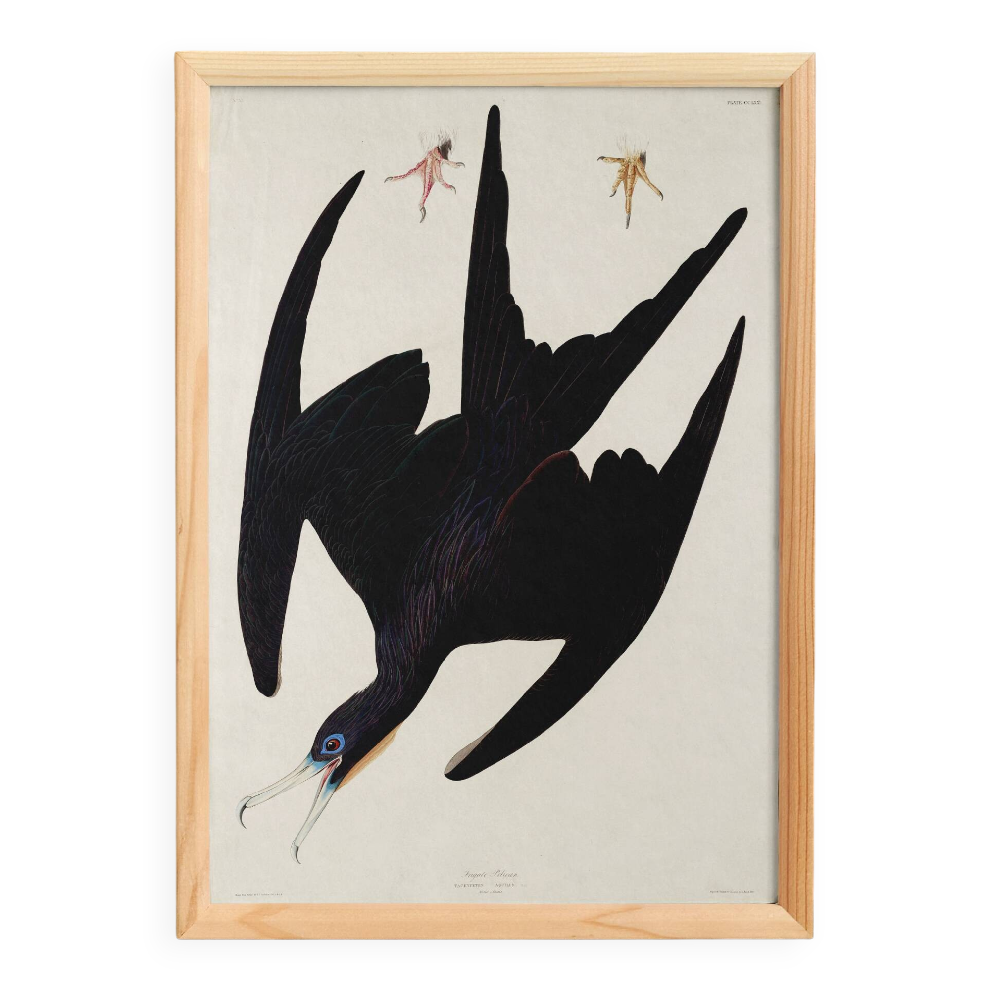 Poster of the superb frigate, based on an old engraving from 1827