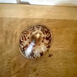 Shell and brass pill box