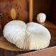 White fungia coral