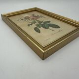 Lithograph PJ Redouté