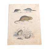 Poster (lithograph) rodents