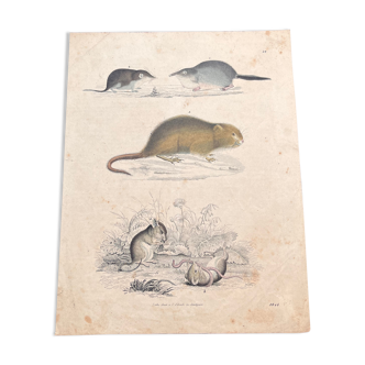 Poster (lithograph) rodents