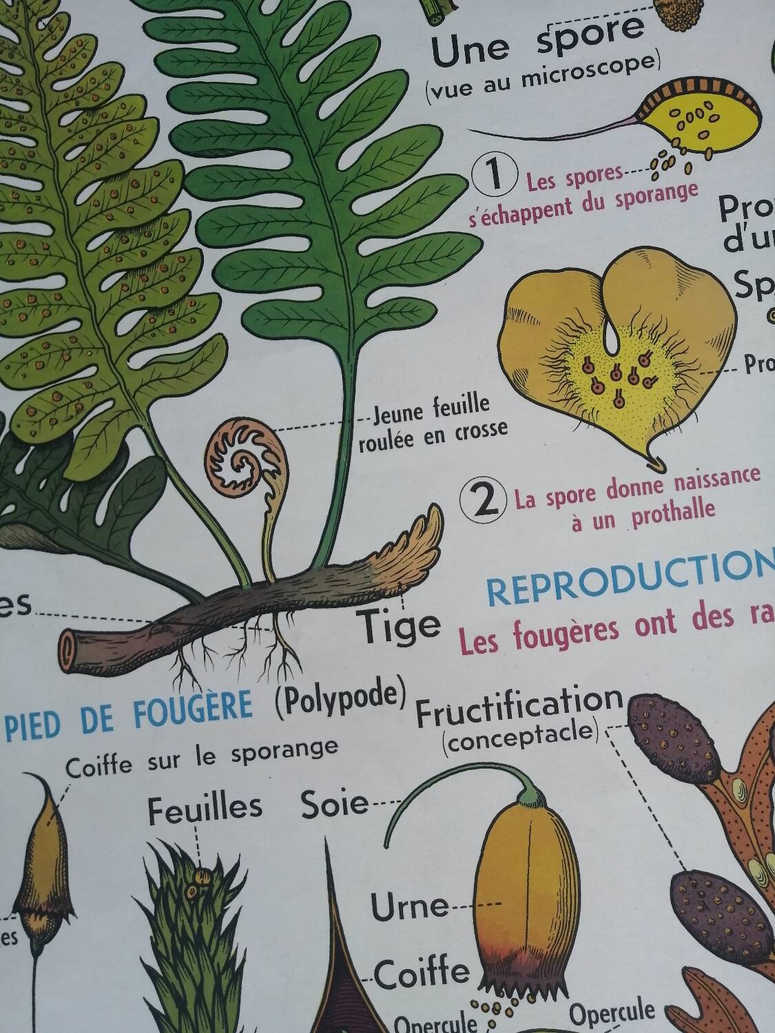 Vintage MDI school poster: Plants without flowers & Wheat, grasses.