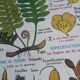 Vintage MDI school poster: Plants without flowers & Wheat, grasses.