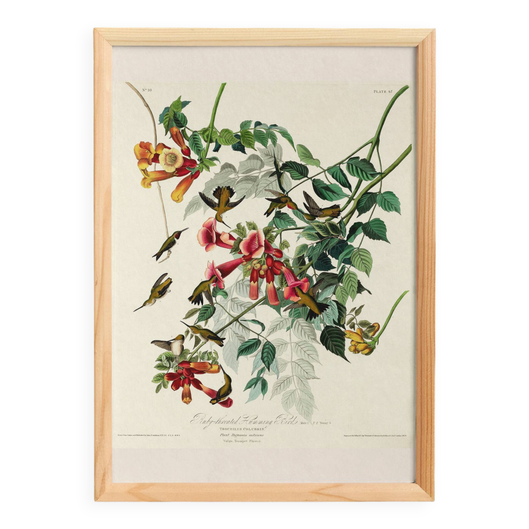 Poster about the Ruby-throated Hummingbird, based on an old engraving from 1827.