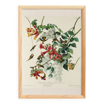 Poster about the Ruby-throated Hummingbird, based on an old engraving from 1827.