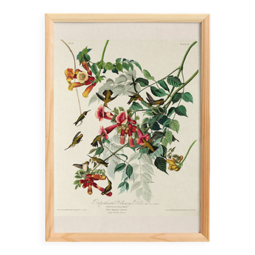 Affiche sur le Colibri à gorge rubis, d’après une gravure ancienne de 1827.