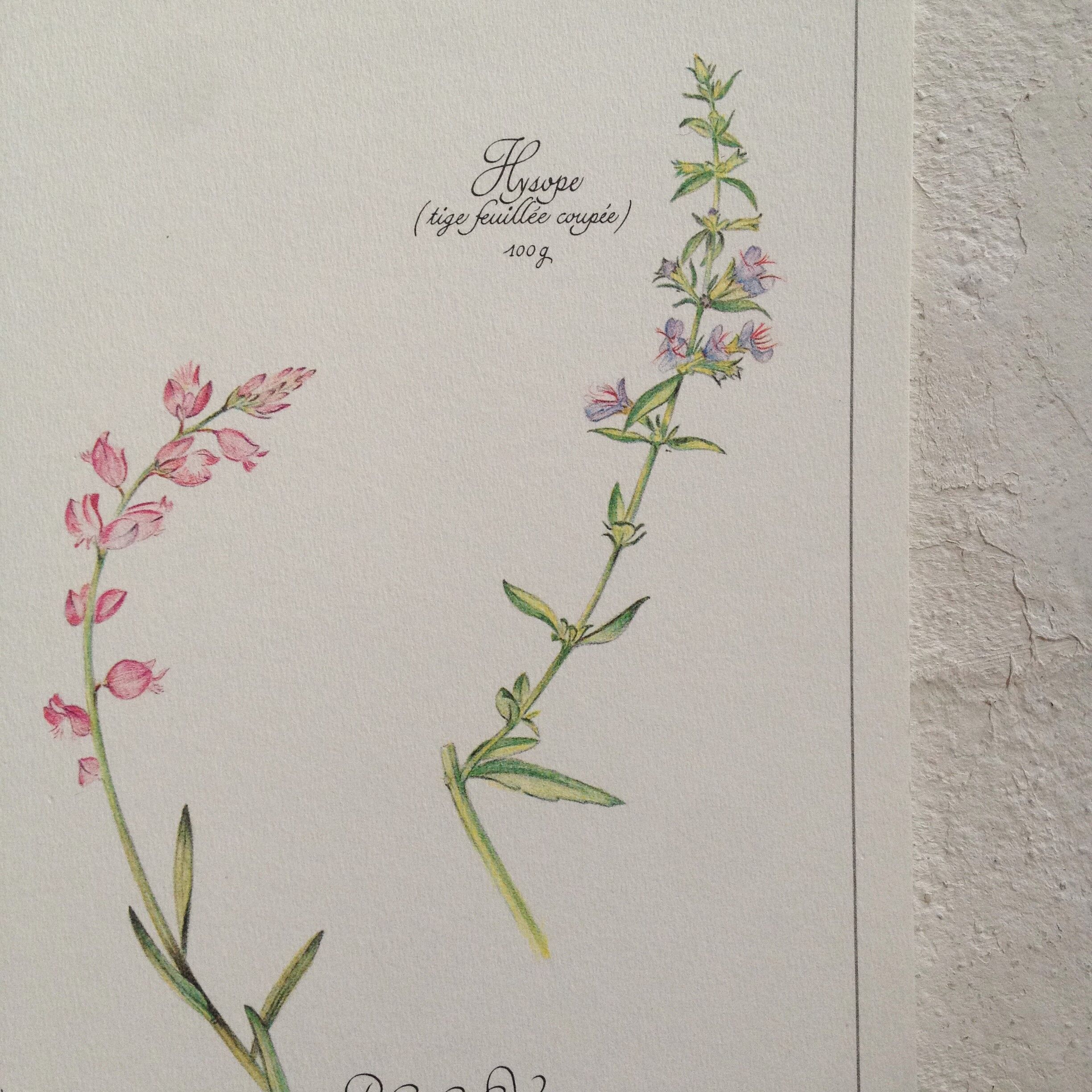 Botanical poster is a tisane