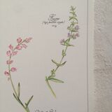 Botanical poster is a tisane