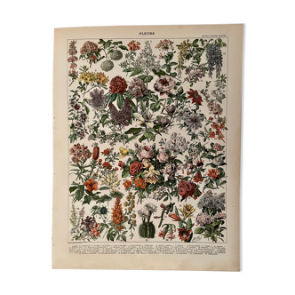Lithograph on flowers from 1897 (catalpa)