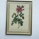 Floral illustration