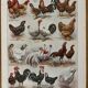 Lithographie sur les poules (XXXV) - 1920
