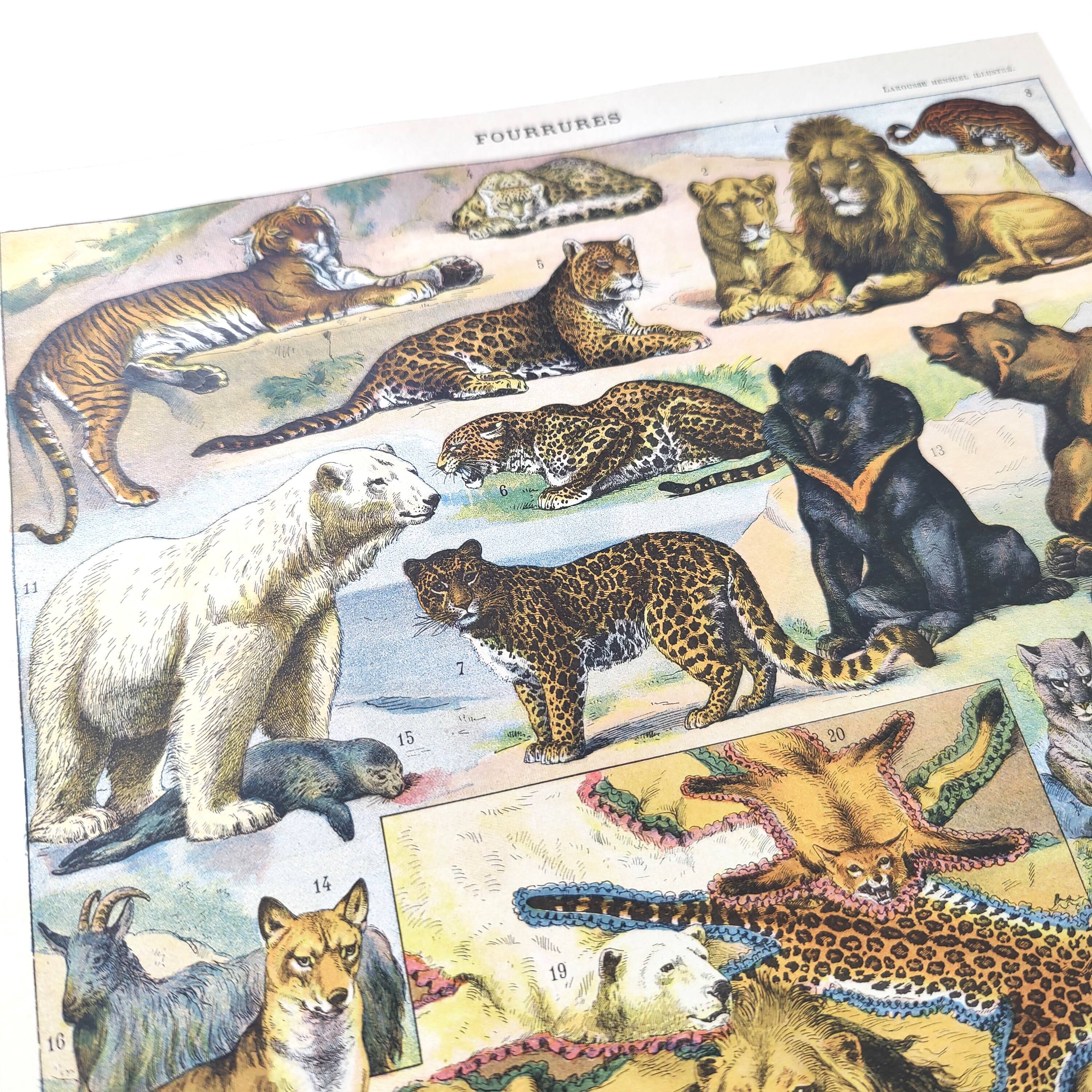 Lot of two lithographs on jungle animal furs 1900