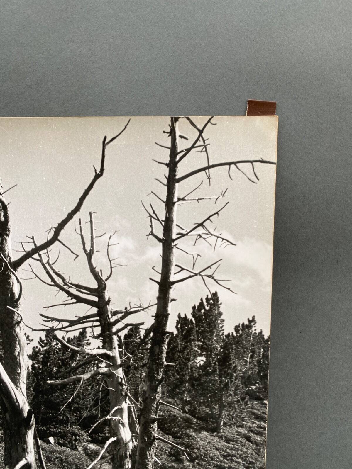 Silver gelatin photograph by Bernard Darot, Dead Tree, 20th century