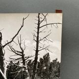 Silver gelatin photograph by Bernard Darot, Dead Tree, 20th century