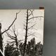 Silver gelatin photograph by Bernard Darot, Dead Tree, 20th century