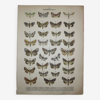 Illustration ancienne de Papillons - Gravure de 1887 - Argentea - Lithographie originale