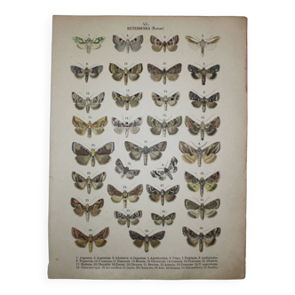 Illustration ancienne de Papillons - Gravure de 1887 - Argentea - Lithographie originale