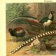 Old engraving from 1904 - Pheasants & Gallinaceous birds. Plate of wild birds.