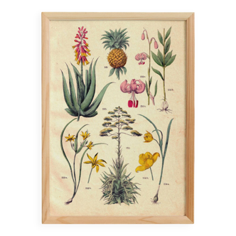 Poster about "pineapple" plants, based on an 1881 engraving