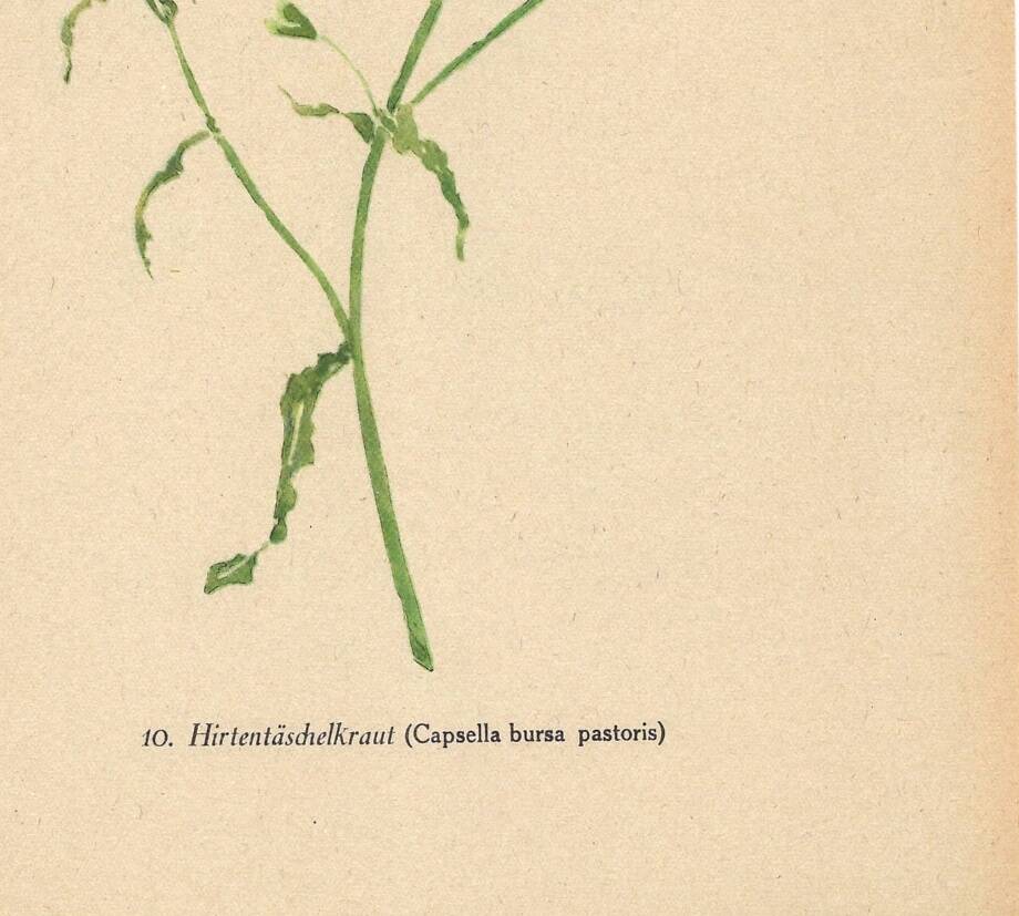 Antique illustration from 1948. Meadow flower by Strache. Shepherd's purse