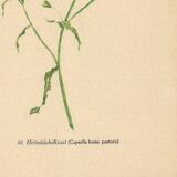 Antique illustration from 1948. Meadow flower by Strache. Shepherd's purse