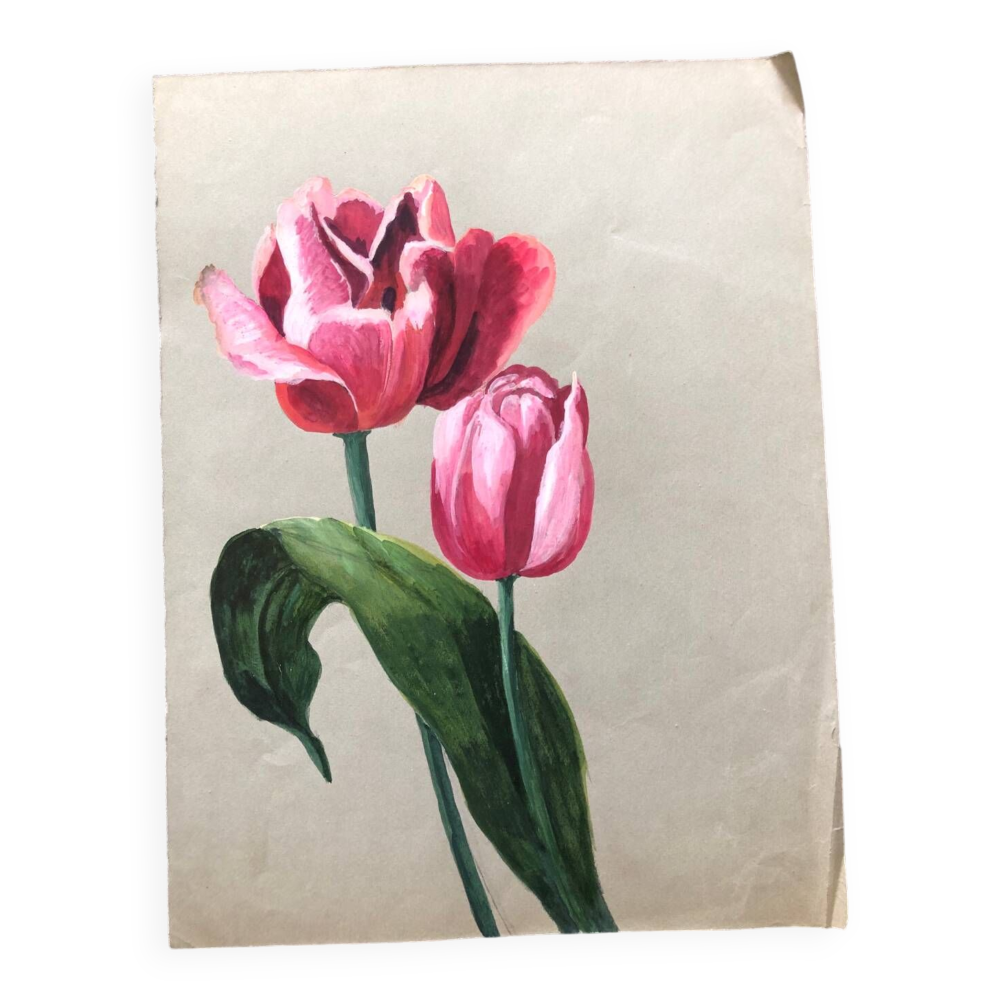 Old tulip drawing