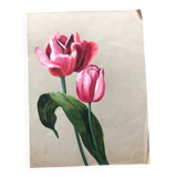 Old tulip drawing