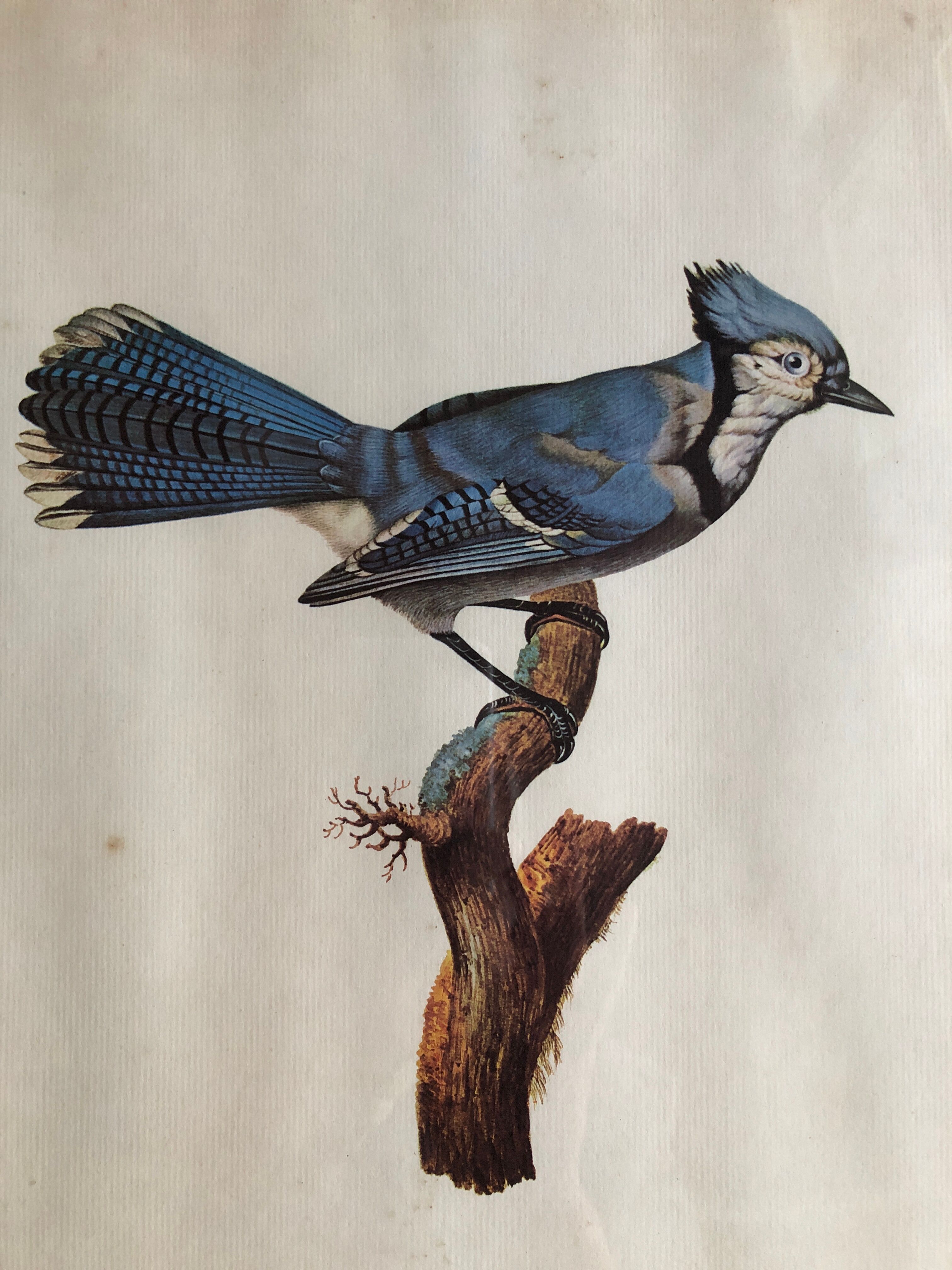 Engraving under glass "Blue Jay"