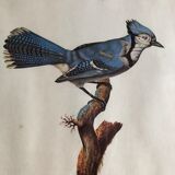 Engraving under glass "Blue Jay"