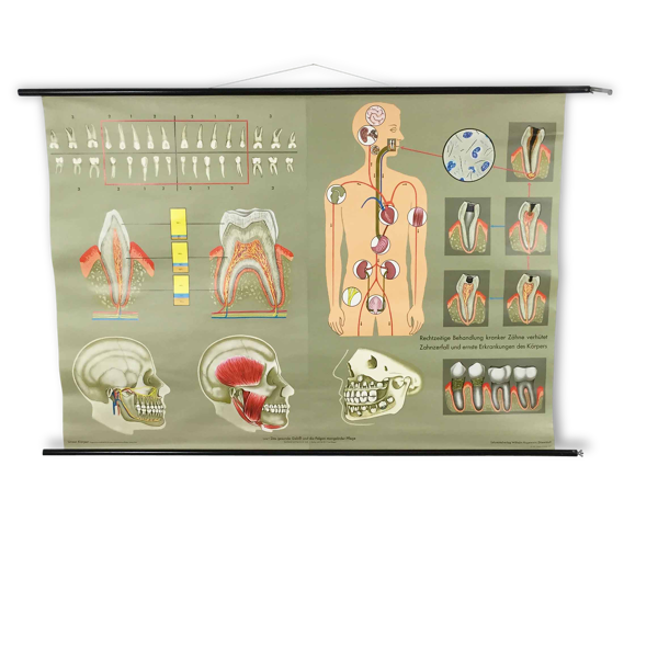 Educational pull-down Jung Koch school map human anatomy chart — Beyit