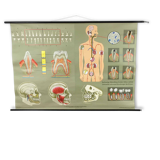 Educational pull-down Jung Koch school map human anatomy chart