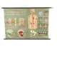 Educational pull-down Jung Koch school map human anatomy chart