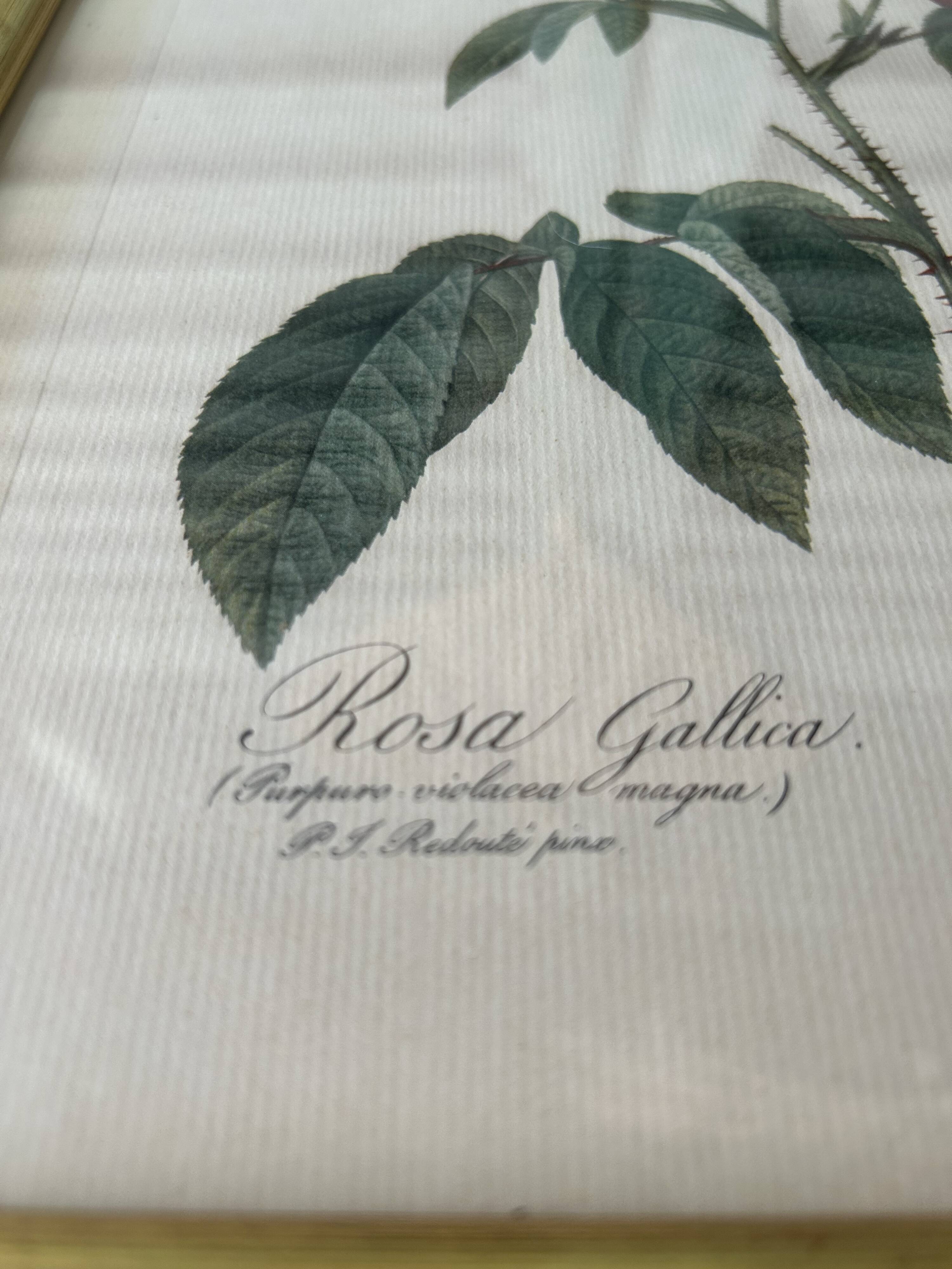 Paire de gravures Redouté