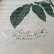 Paire de gravures Redouté