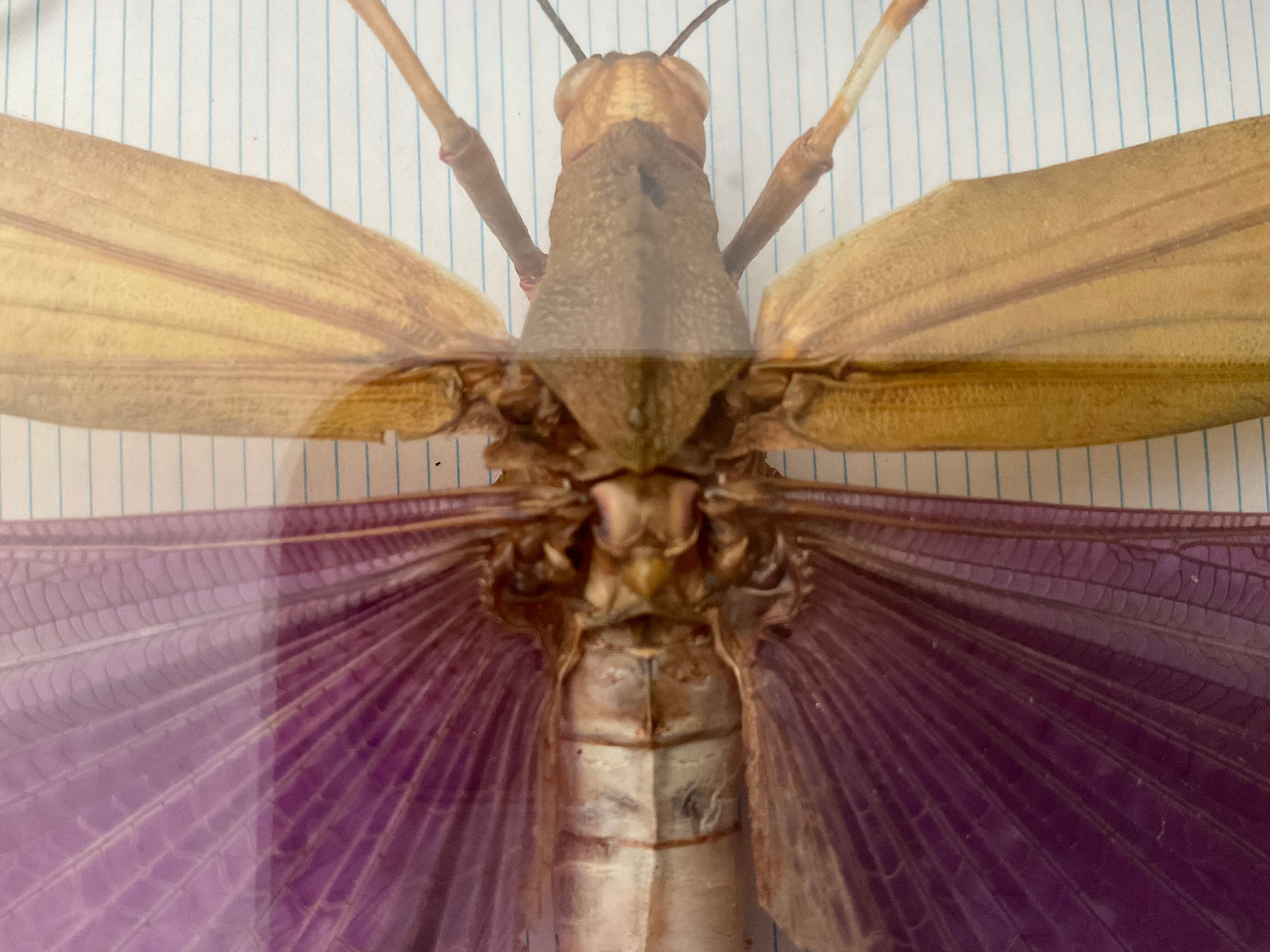 Frame under glass, naturalized insect Titanacris albipes