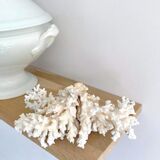 Ancient coral