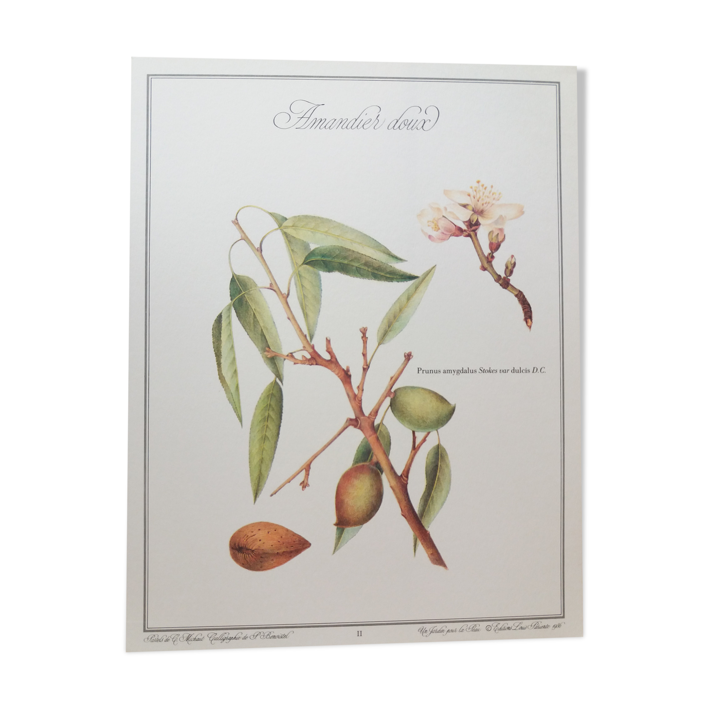 Sweet almond botanical plank