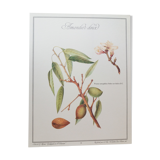 Sweet almond botanical plank