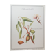 Sweet almond botanical plank