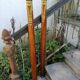 Wooden columns empire