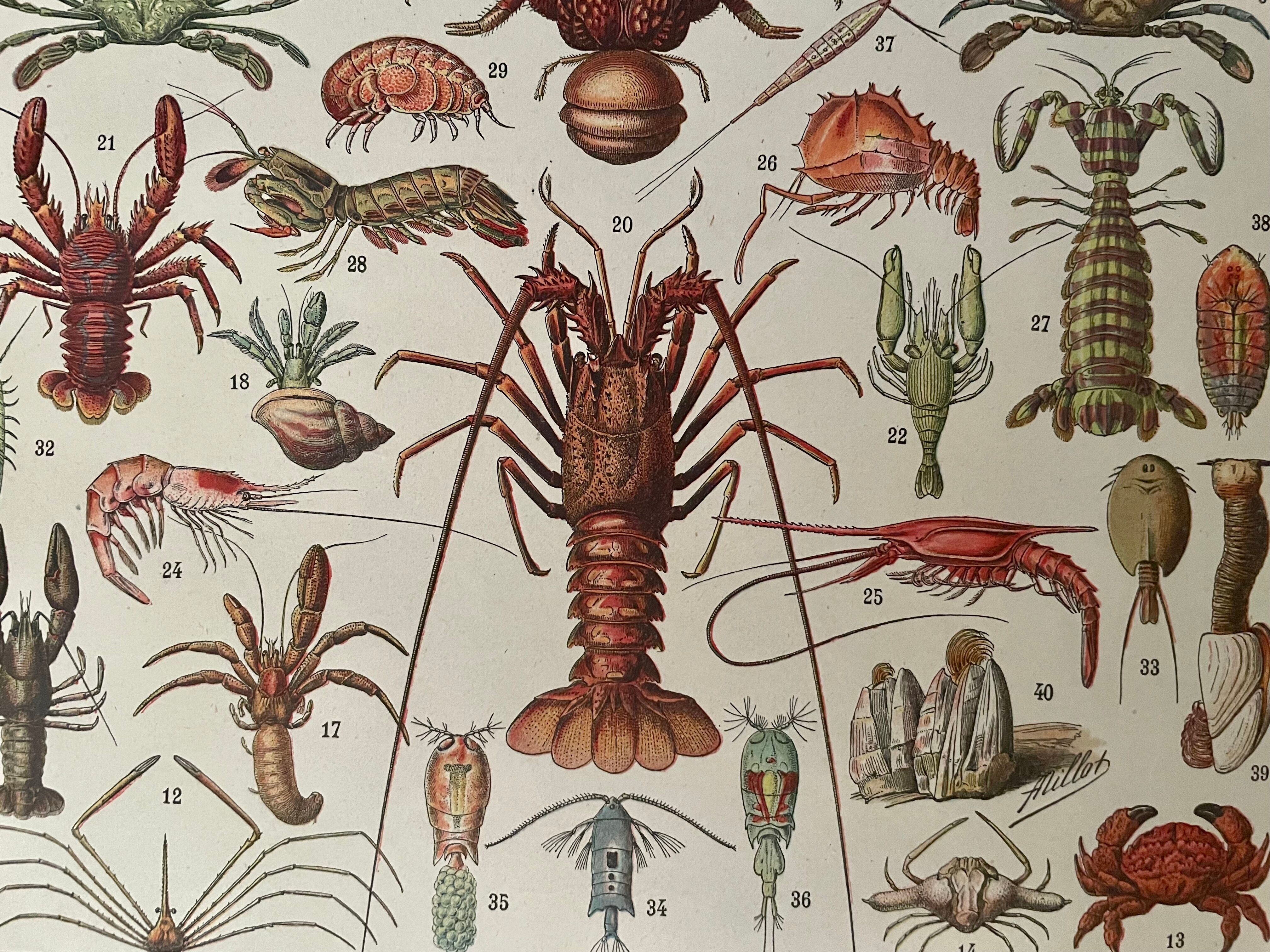 Lithograph on crustaceans from 1897