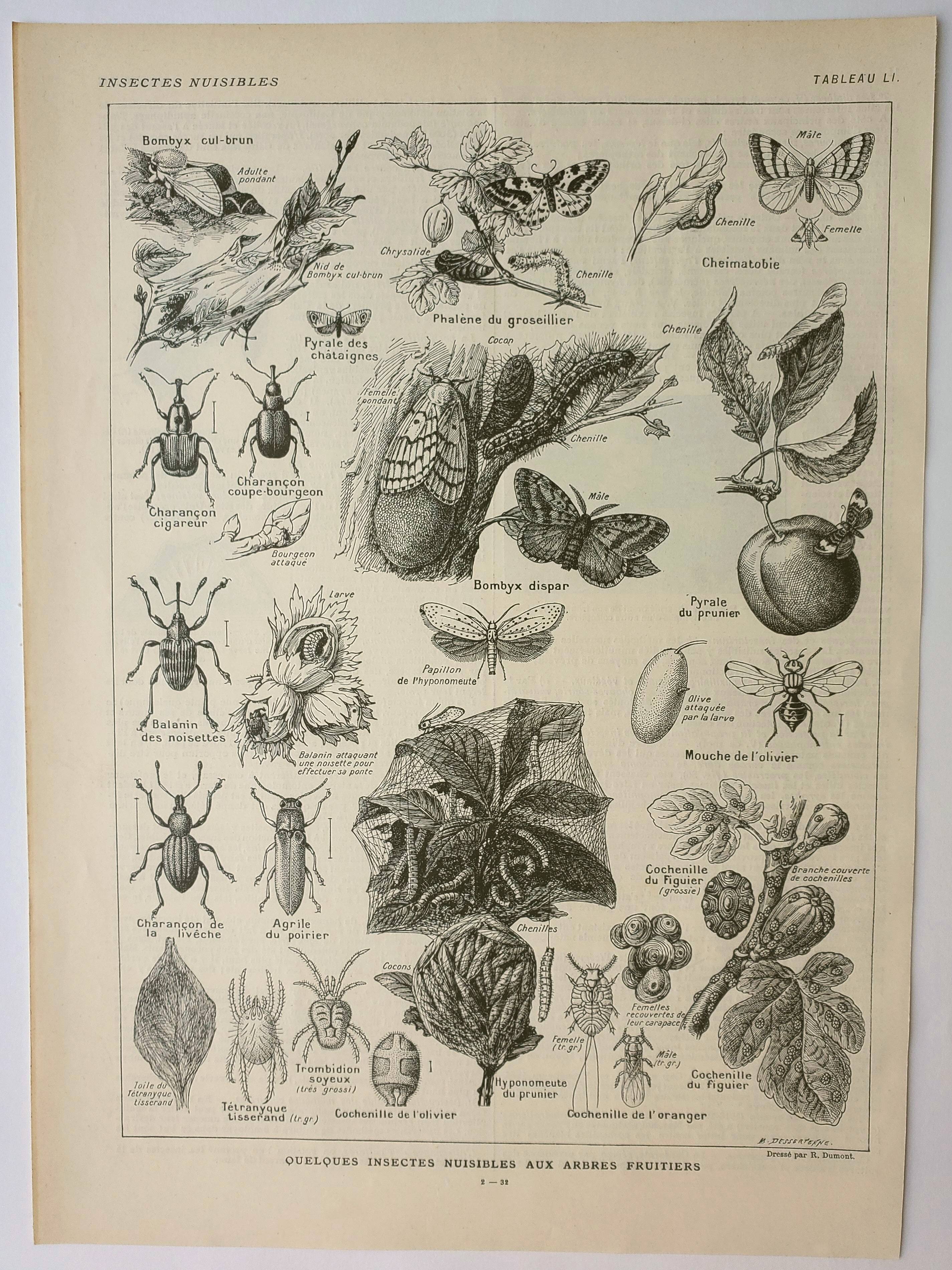 Old engraving 1922 M. Dessertenne - Insects "harmful" to trees