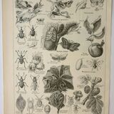 Old engraving 1922 M. Dessertenne - Insects "harmful" to trees