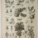 Old engraving 1922 M. Dessertenne - Insects "harmful" to trees