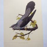 Old bird plate from the 1960s - Grey Cuckoo - Vintage zoological and ornithological illustration