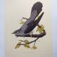 Planche ancienne oiseaux Années 1960 - Coucou Gris - Illustration zoologique et ornithologie vintage