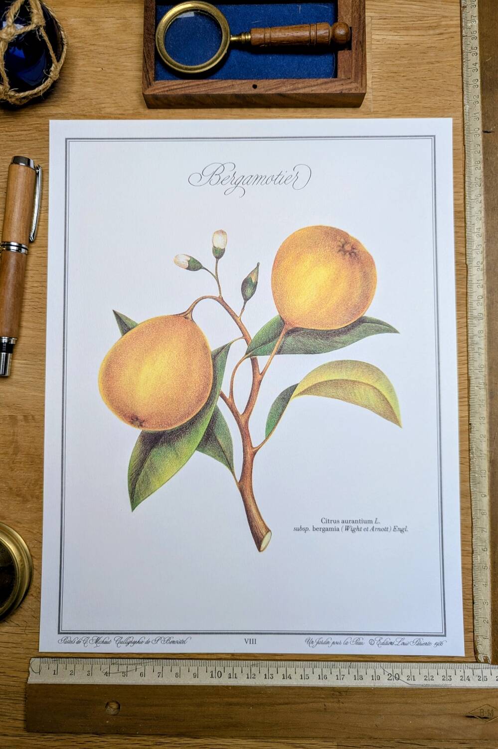 Printed in 1986, the bergamot tree. Vintage Botany.
