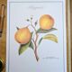 Printed in 1986, the bergamot tree. Vintage Botany.