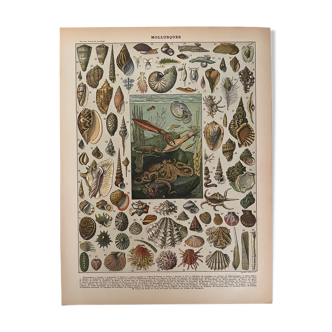 Lithographie gravure mollusques de 1897